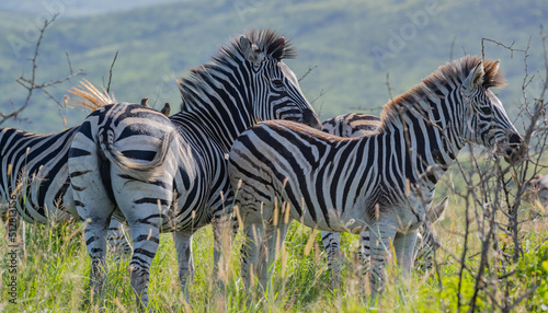 Zebras im Naturreservat Hluhluwe Nationalpark Südafrika photo