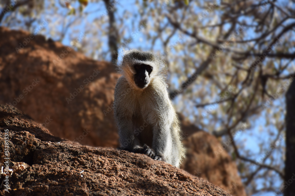 Fototapeta premium Just browsing Monkey on rock