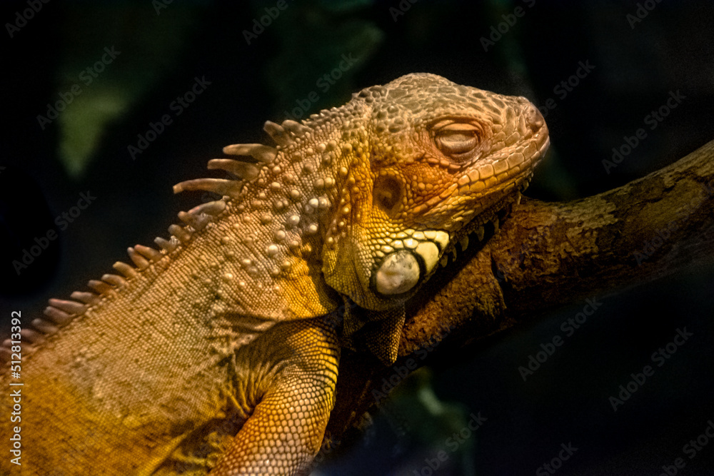 Green iguana / sleeping iguana on a branch Green iguana / sleeping iguana on a branch