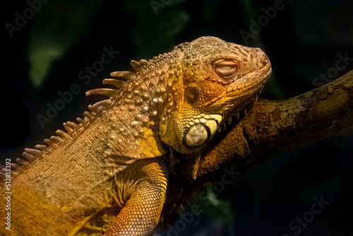 Green iguana   sleeping iguana on a branch