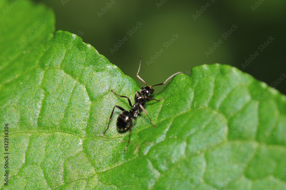 Fototapeta premium crematogaster scutellaris ant macro photo