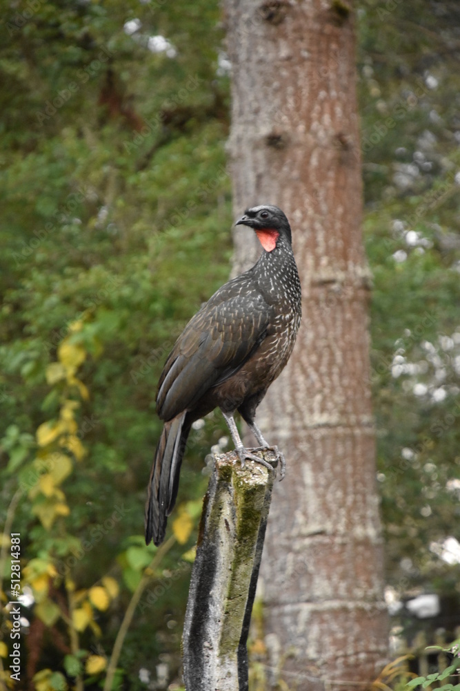 custom made wallpaper toronto digitalA large bird known as Jacuaçu in an Atlantic Forest remnant, in Curitiba, Paraná, Brazil.