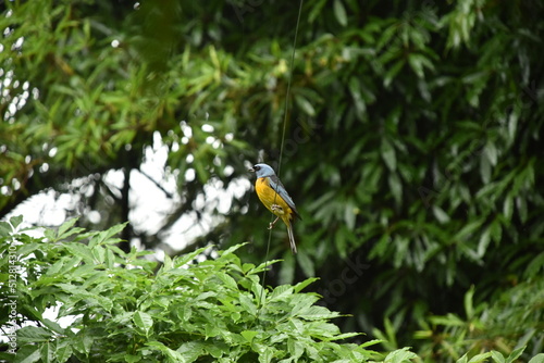 The beautiful orange tanager bird (Sanhaço-papa-laranja), in a remnant of the Atlantic Forest, in Curitiba, Paraná, Brazil.