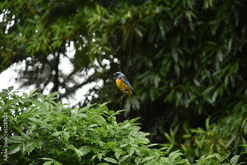 The beautiful orange tanager bird (Sanhaço-papa-laranja), in a remnant of the Atlantic Forest, in Curitiba, Paraná, Brazil. © PHOliv
