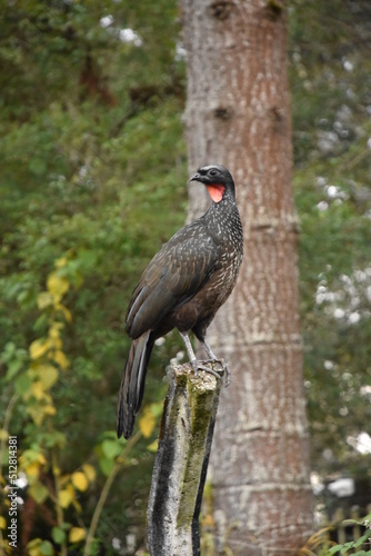 A large bird known as Jacua  u in an Atlantic Forest remnant  in Curitiba  Paran    Brazil.