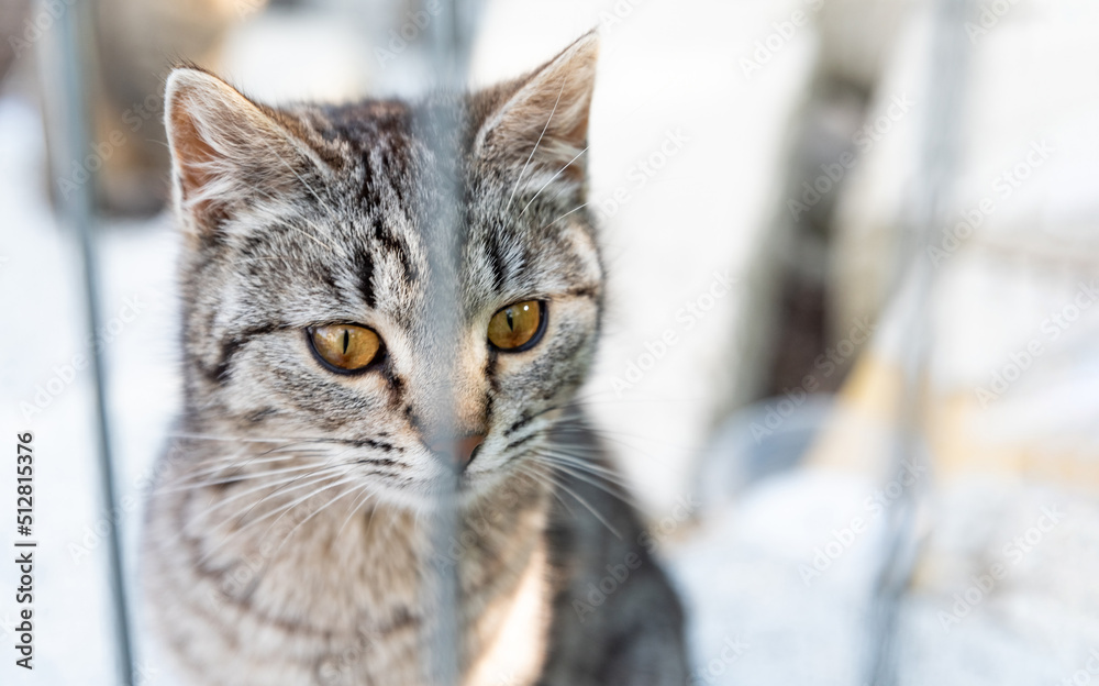 Gray tabby cat. Close-up of a cat's eyes. Cat sitting on a concrete block behind a fence.