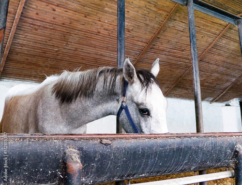 portrait of eating  horse in stable photo