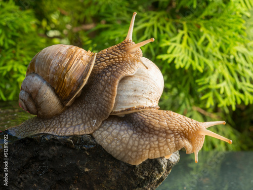 a small snail climbed onto the back of a large snail. two snails close-up on wet stones