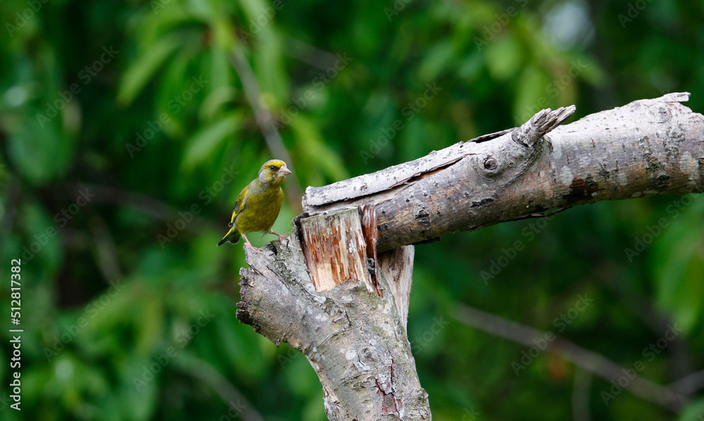 Greenfinches perched on a branch at a woodland site