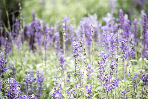 Field of Blue salvia flowers.(selective focus) © mickey_41