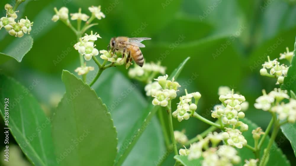 Euonymus Japonicus blooming white flower and Honey bee taking pollen - macro Euonymus Japonicus blooming white flower and Honey bee taking pollen - macro