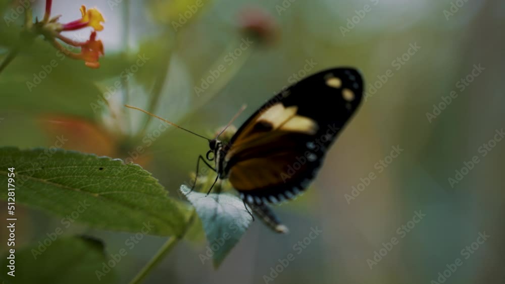Close up shot of black butterfly sitting above the flower for sucking the nectar. Butterfly is sitting on the grass flower.
Close up shot of black butterfly sitting above the flower for sucking the nectar. Butterfly is sitting on the grass flower.