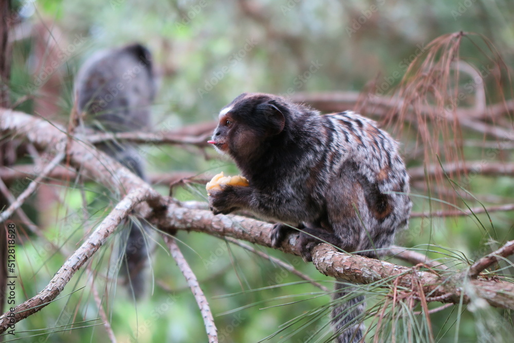 Small black-tufted marmoset looking for food in remnants of Atlantic forest, in Curitiba, Paraná, Brazil. Small black-tufted marmoset looking for food in remnants of Atlantic forest, in Curitiba, Paraná, Brazil.