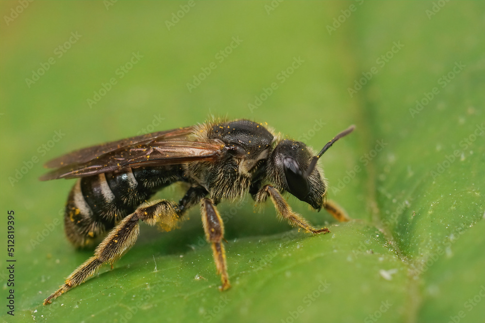 Closeup on a rare and endangered large dark colored furrow bee , Lasioglossum majus sitting on a green leaf Closeup on a rare and endangered large dark colored furrow bee , Lasioglossum majus sitting on a green leaf