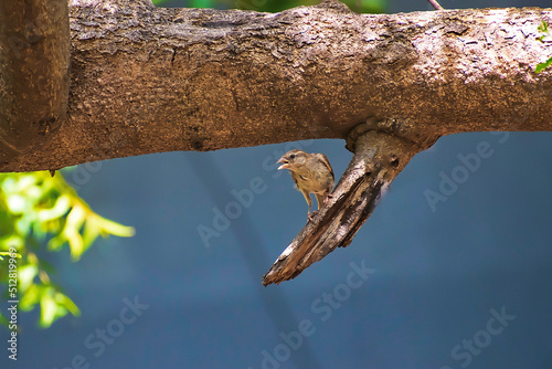 bird on a branch