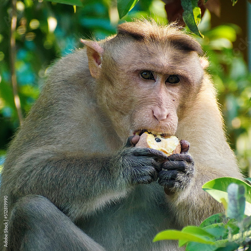 japanese macaque sitting on a tree