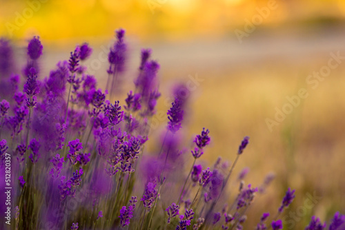Lavender bushes closeup on sunset. gleam, Lavender flowers at sunlight in a soft focus, pastel colors and blur background. Violet lavander field, copy space