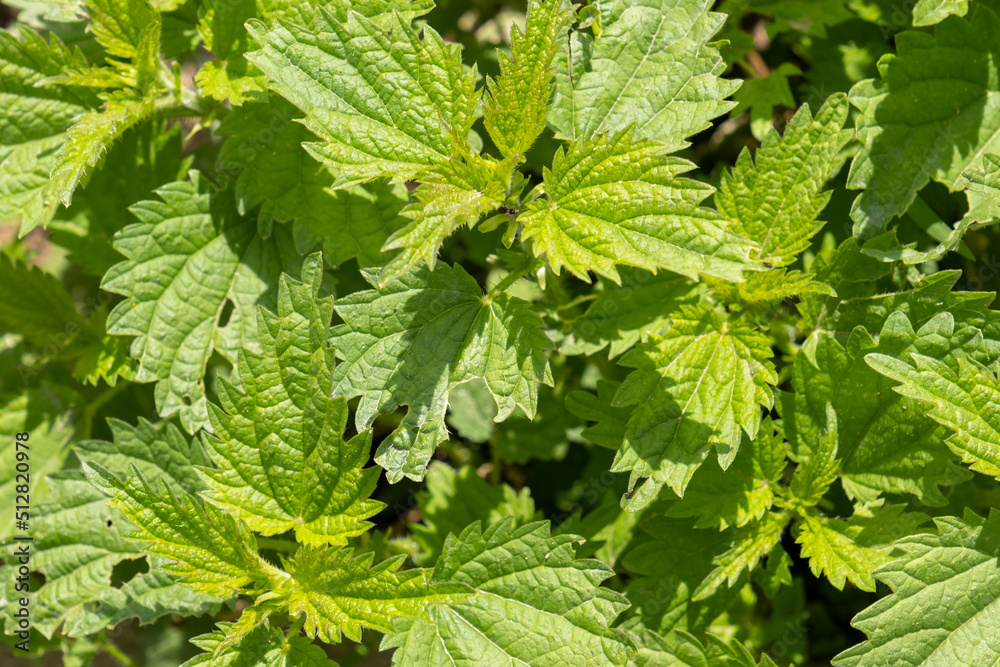 Nettle bushes in early spring, greenery of common nettle. Nettle bushes in early spring, greenery of common nettle.