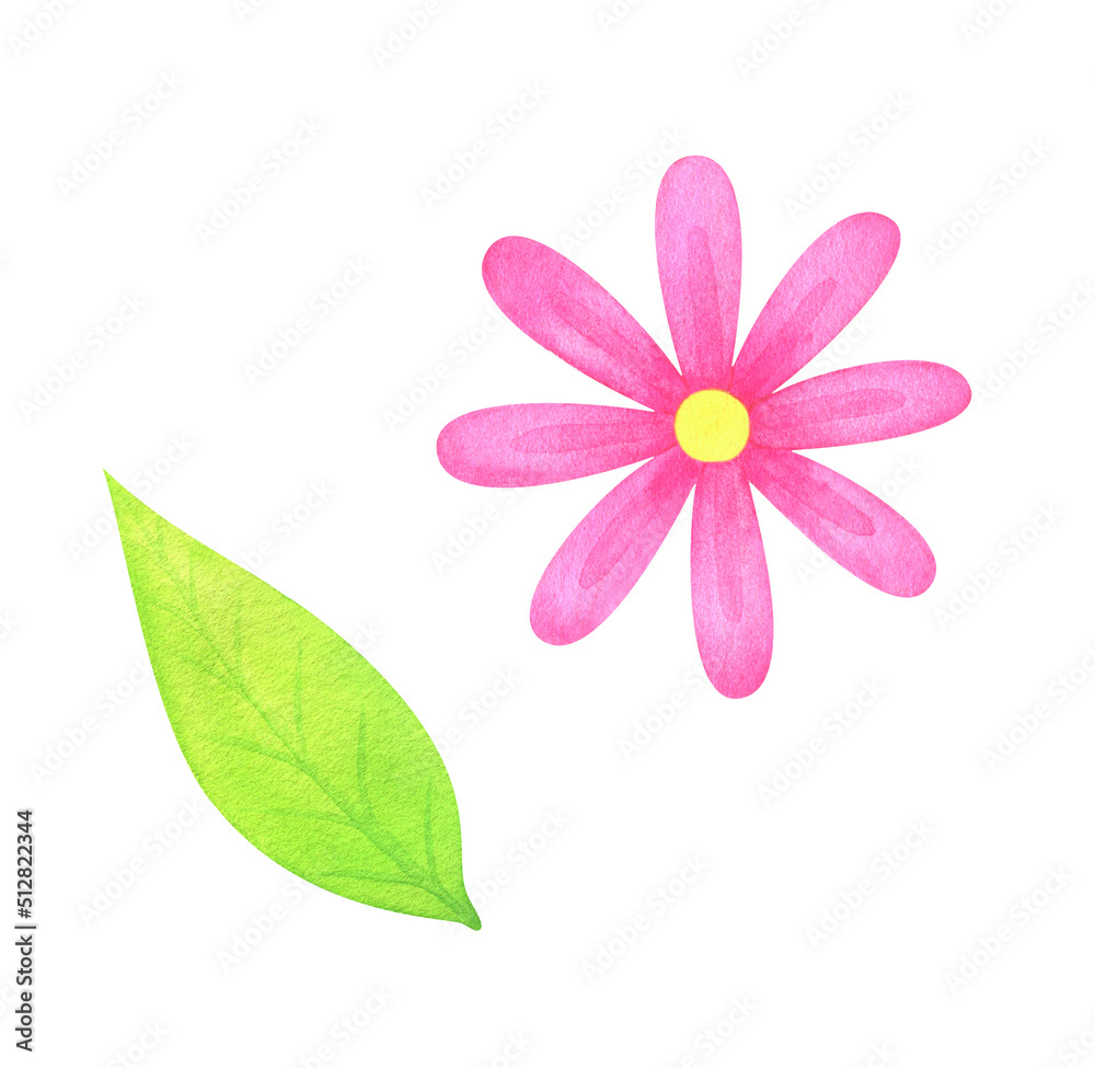 Pink chamomile flower. Watercolor clipart, hand drawn illustration of a bud and leaf