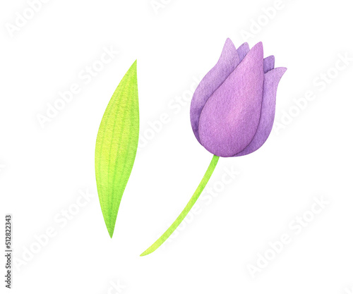 Lilac tulip flower. Watercolor clipart  hand drawn illustration of a bud and leaf