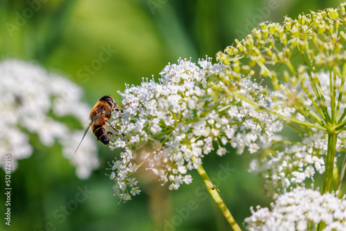 Drone fly foraging on a wildflower at sunny meadow © Lars Johansson