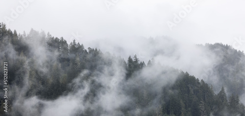 Green Evergreen Trees in a forest on top of a mountain covered in clouds and fog. Umpqua National Forest, Oregon, United States of America. Nature Background