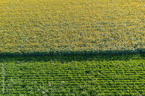 Bird's-eye view of large fields of sunflowers in full bloom in Rhineland-Palatinate/Germany
