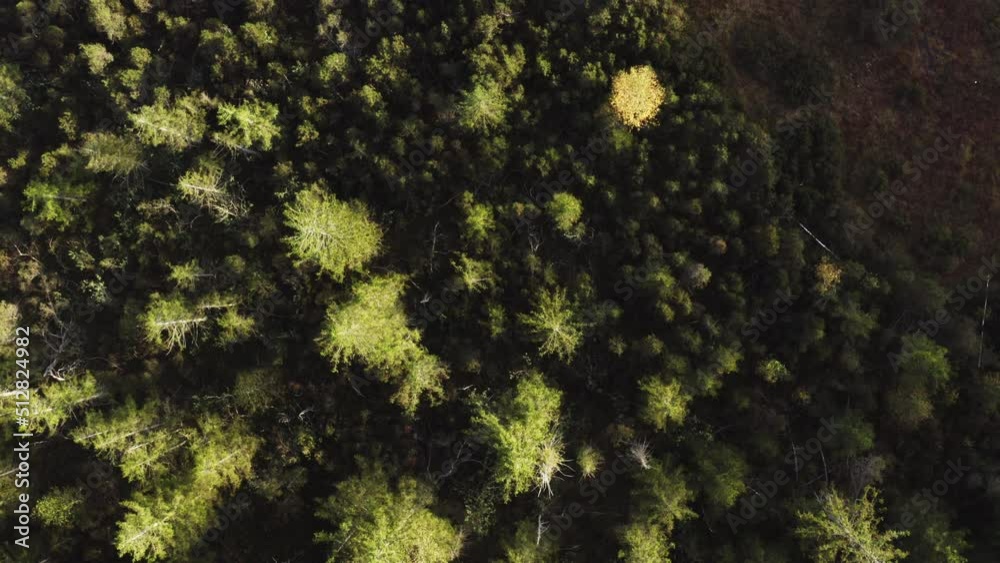 Monoculture spruce forest aerial during a sunny day in Mondsee, Austria Monoculture spruce forest aerial during a sunny day in Mondsee, Austria