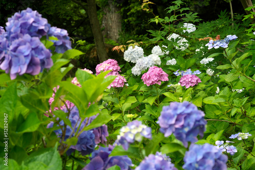 筑波山の紫陽花