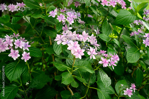 筑波山の紫陽花