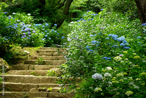 筑波山の紫陽花