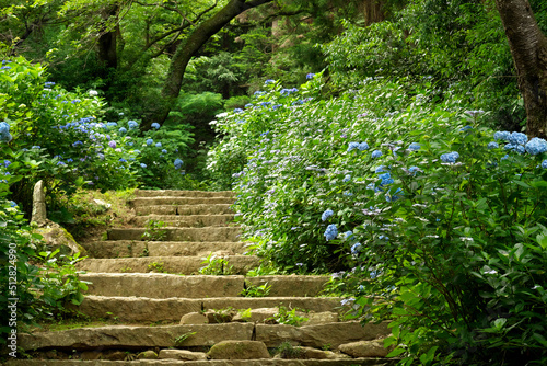 筑波山の紫陽花