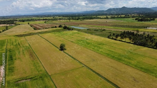 landscape with vineyards