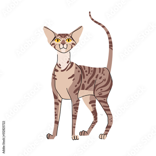 Oriental shorthair cat vector isolated on white background. Vector pet character illustration