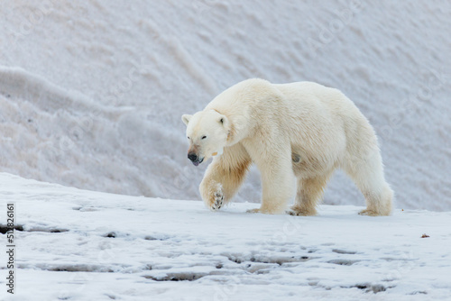 Shot in Svalbard may 2022, polar bear mother and cub eating a reindeer and walking down the shore