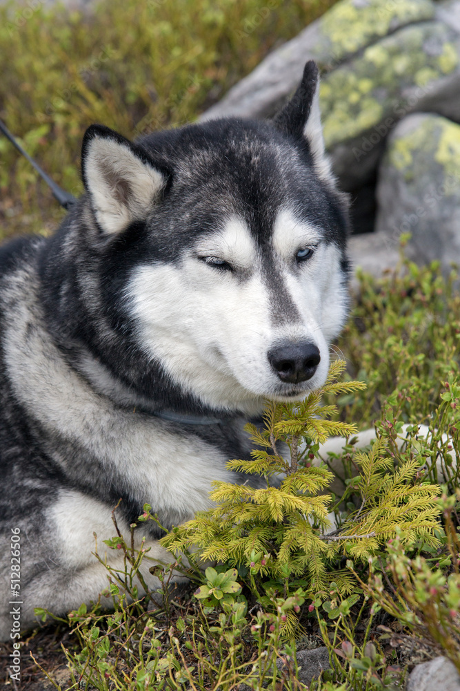 Close up photo of the grey and white Siberian husky dog lying on the nature background