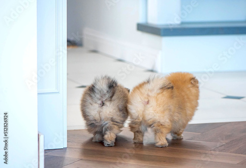 Pomeranian puppies walk together across the room