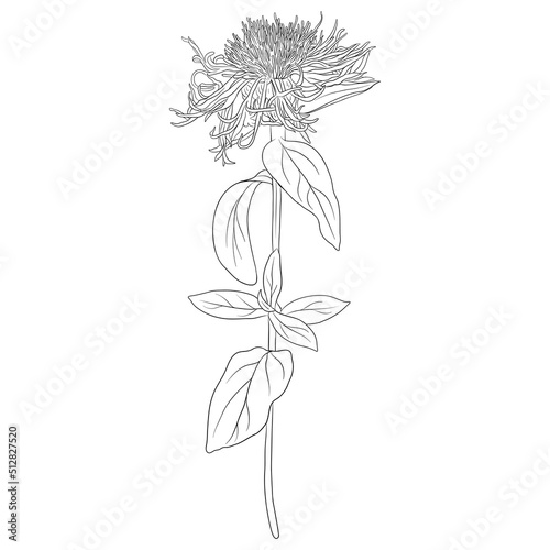 brown knapweed, Centaurea jacea, vector drawing wild plant isolated at white background , hand drawn botanical illustration photo