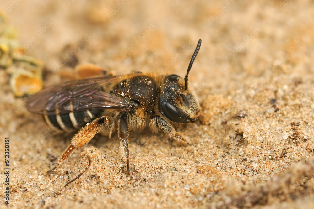 Closeup on a female of the rarely photographed Andrena albofasciata sitting on a sandy soil