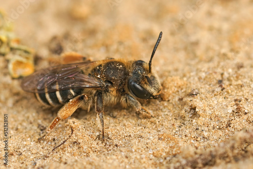 Closeup on a female of the rarely photographed Andrena albofasciata sitting on a sandy soil