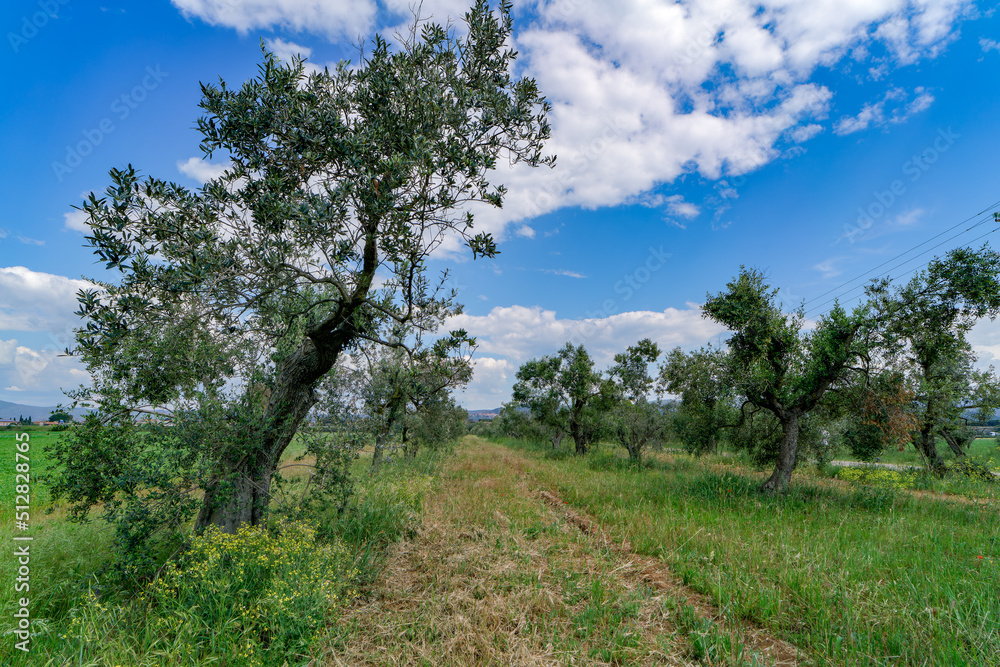 Landscape with an old olive tree in the countryside of Castagneto Carducci Tuscany Italy