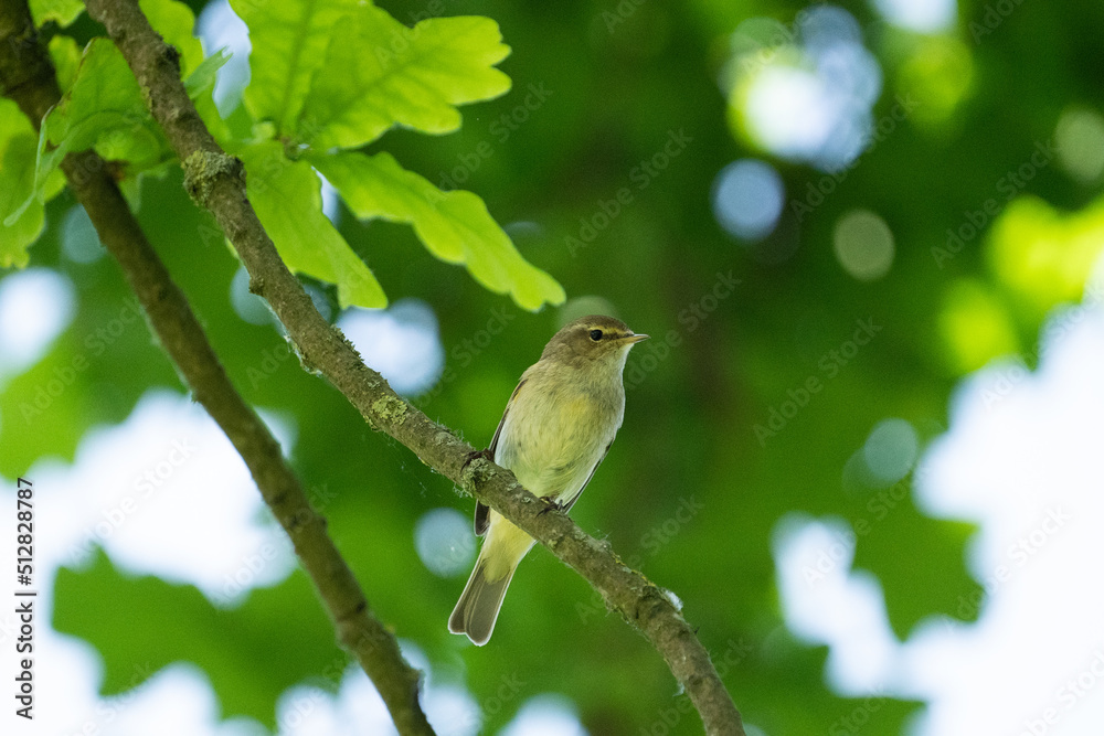 Obraz premium robin on branch