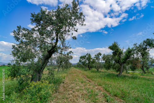 Landscape with an old olive tree in the countryside of Castagneto Carducci Tuscany Italy