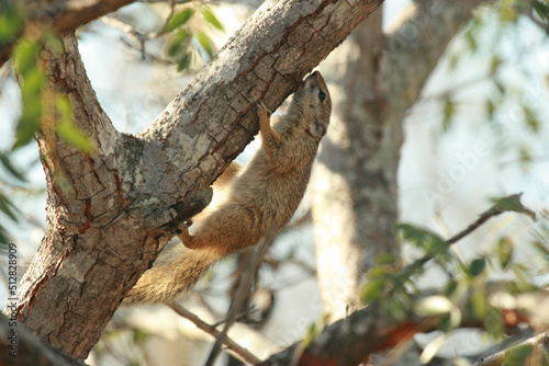 Smith's Bush Squirrel or Tree Squirrel, Kruger National Park, South Africa