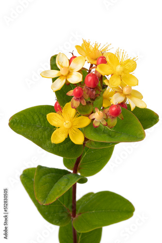 Wallpaper Mural Hypericum perforatum, known as St. John's wort, yellow flowers and red berries close up on white background  Torontodigital.ca