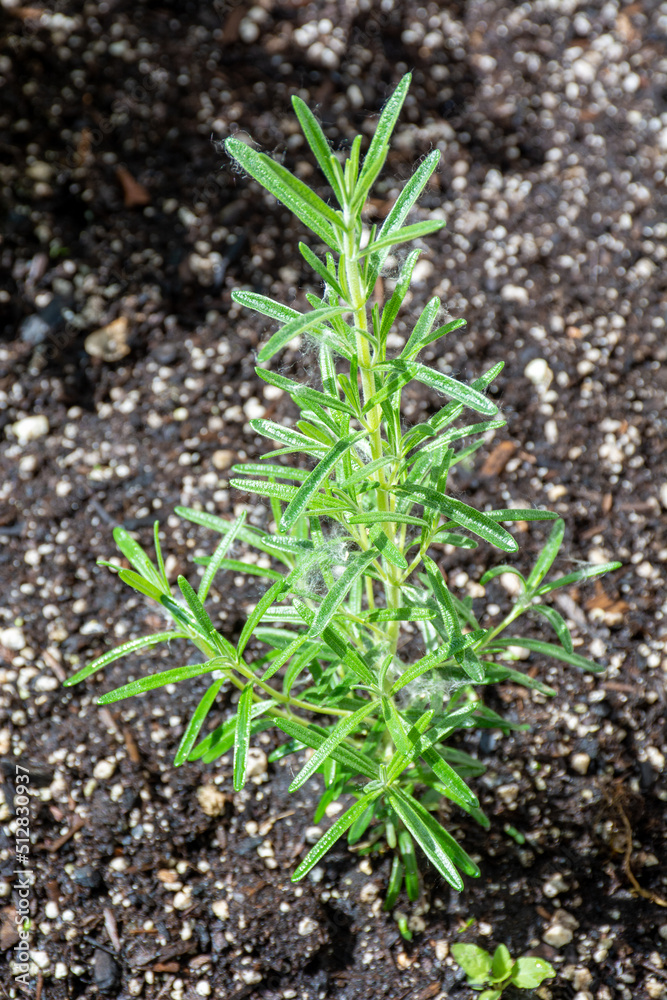 Rosemary growing in a garden Rosemary growing in a garden