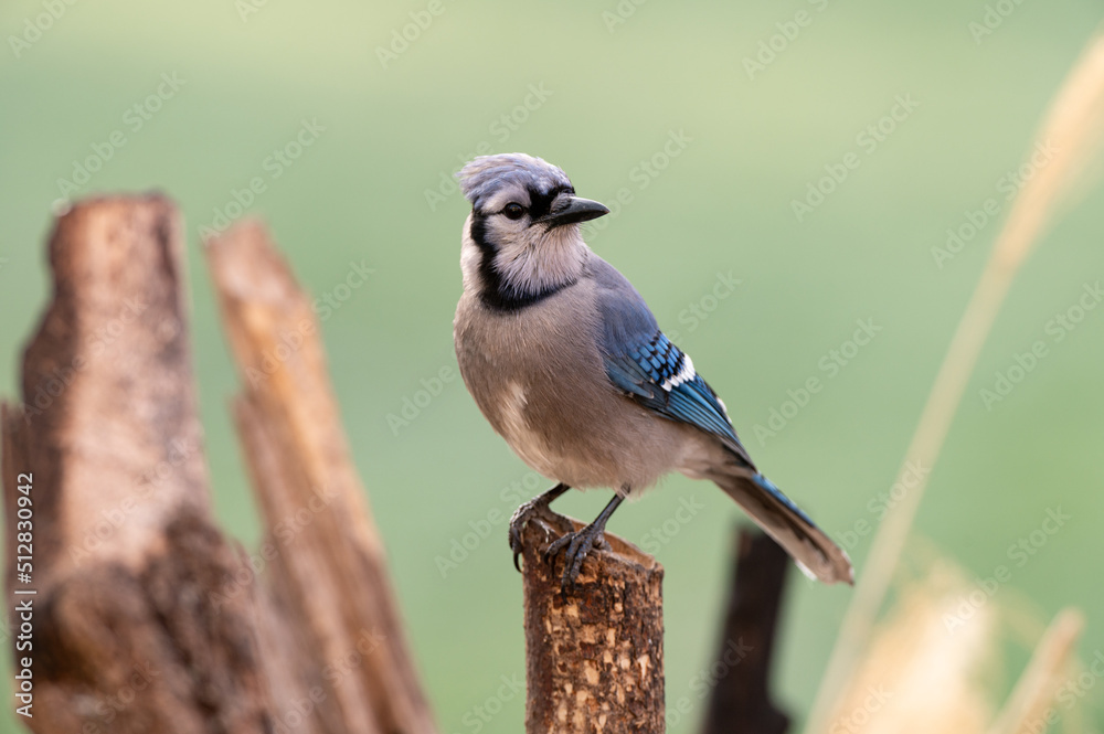 A Blue Jay (Cyanocitta cristata) perching on a branch in an early spring in Shawnee, Kansas. A Blue Jay (Cyanocitta cristata) perching on a branch in an early spring in Shawnee, Kansas.