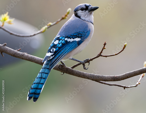 A Blue Jay (Cyanocitta cristata) perching on a branch in an early spring in Shawnee, Kansas. © Nattapong