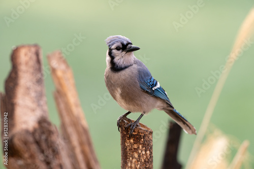 Obraz na plátne A Blue Jay (Cyanocitta cristata) perching on a branch in an early spring in Shawnee, Kansas
