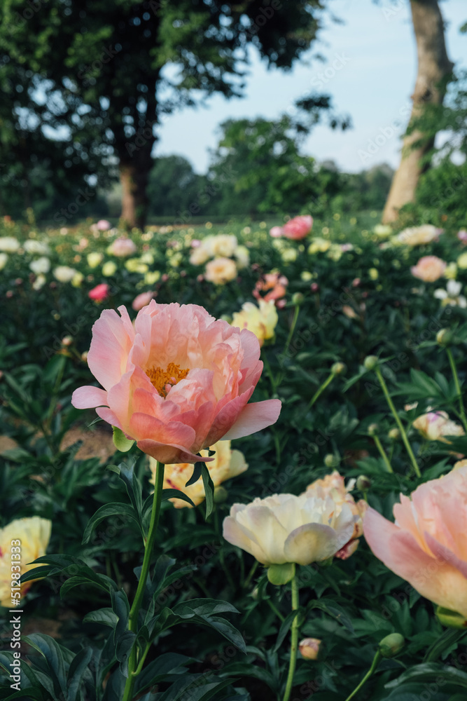 Beautiful fresh coral pink peony flower in full bloom in the garden on flowerbed with dark green leaves, close up. Summer natural floral background. Beautiful fresh coral pink peony flower in full bloom in the garden on flowerbed with dark green leaves, close up. Summer natural floral background.